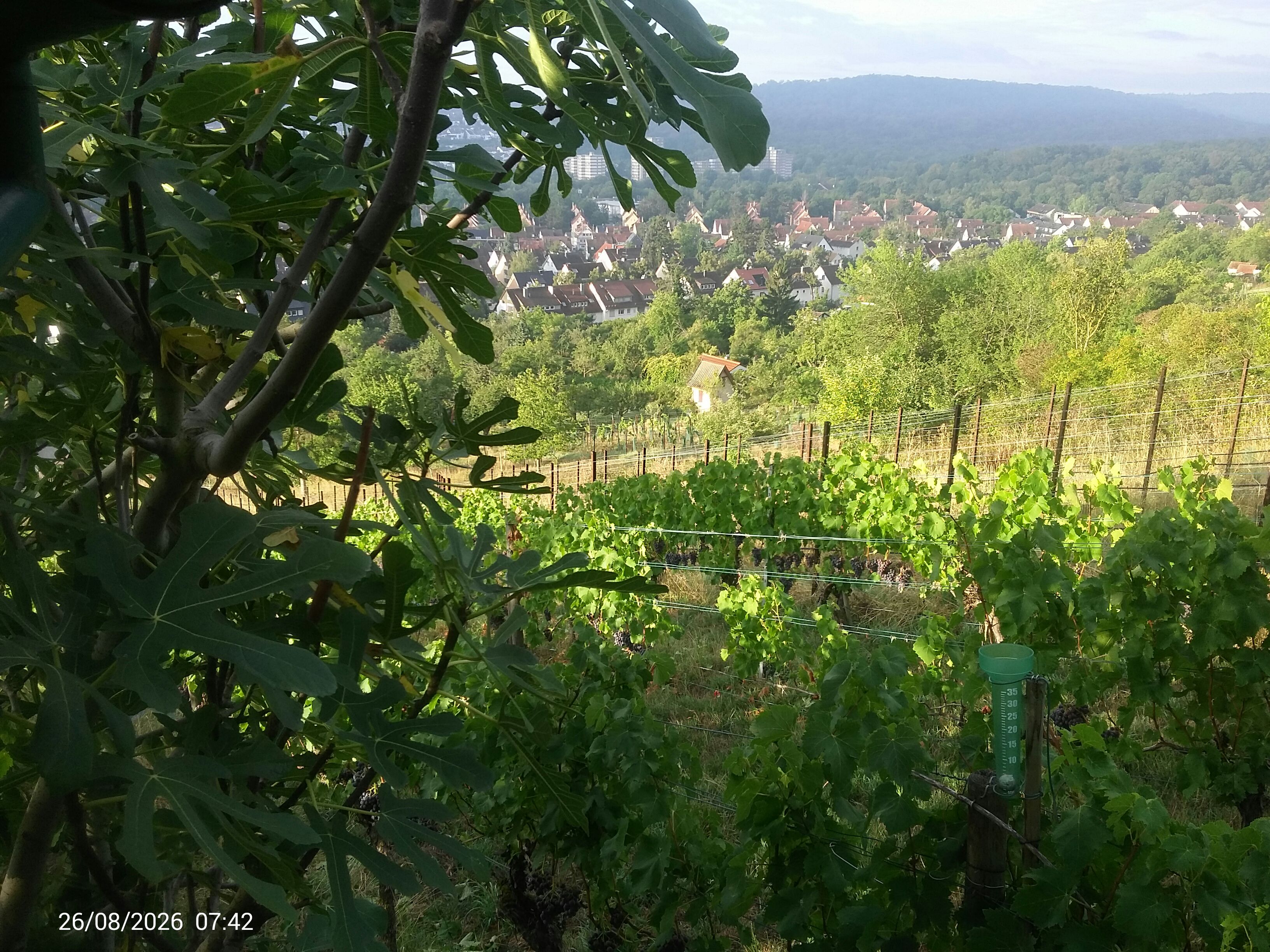 Webcam Feuerbach: Vineyard View