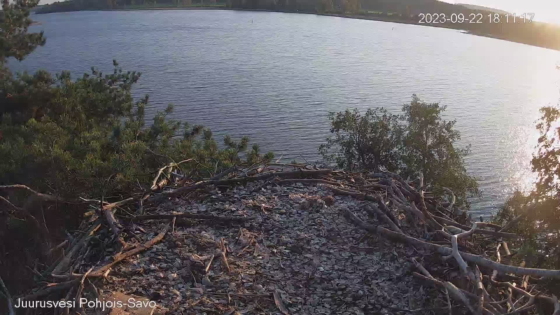 Kuopio: Juurusvesi - Osprey Live camera
