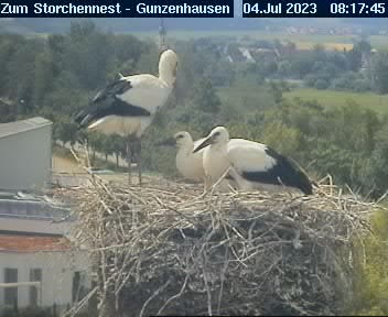 Webcam Gunzenhausen: Stork's Nest of Gasthaus Lehner