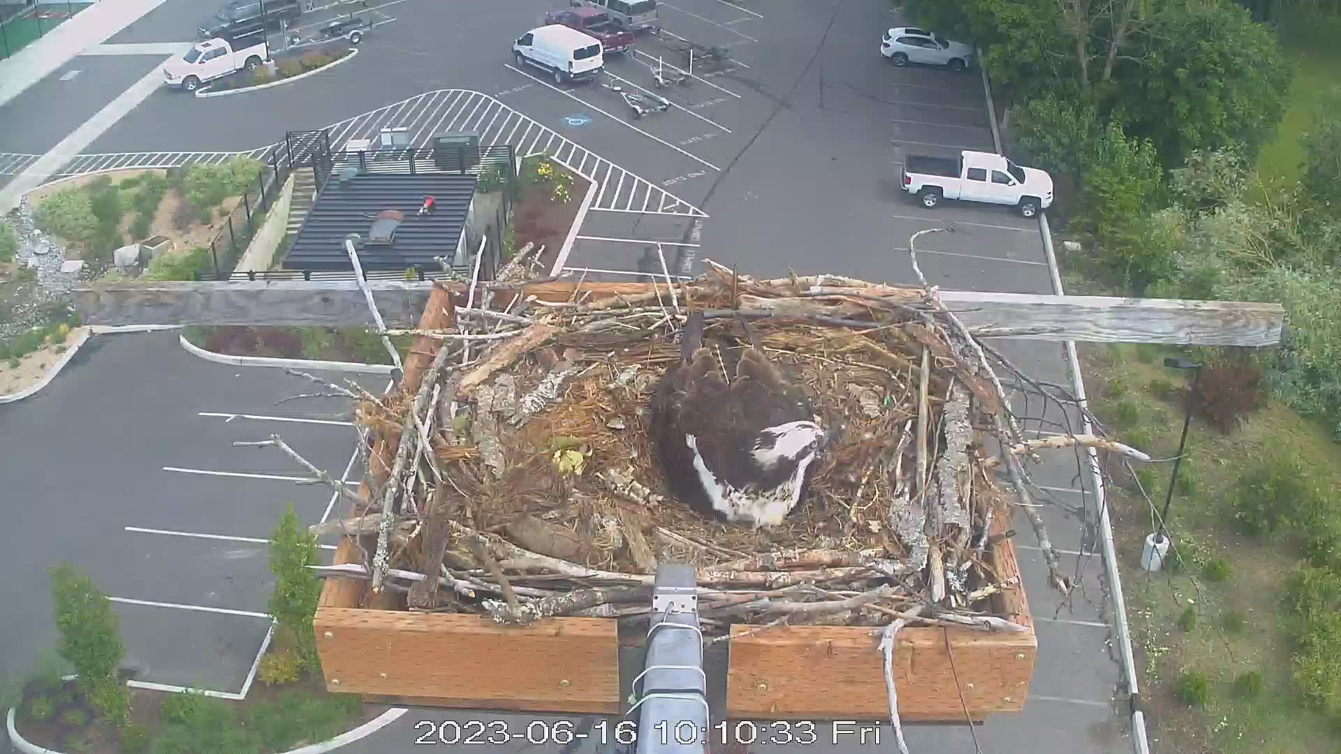 Dover: Sandpoint - Osprey - USA