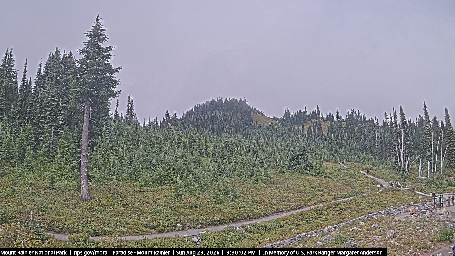 Paradise: Mt Rainier