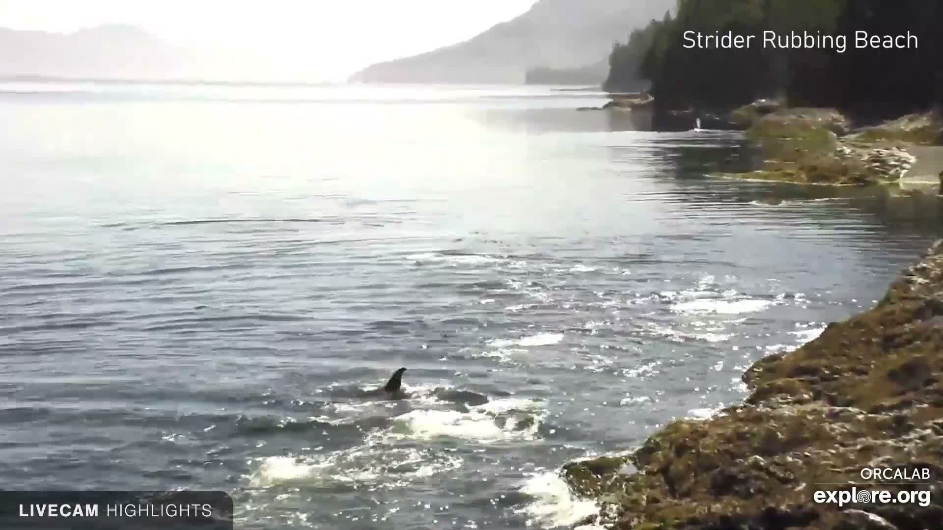 Alert Bay: Blackfish Sound