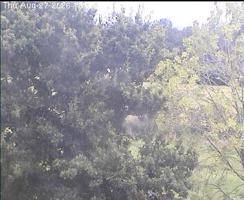 Webcam Wyk auf Föhr: Marsh View