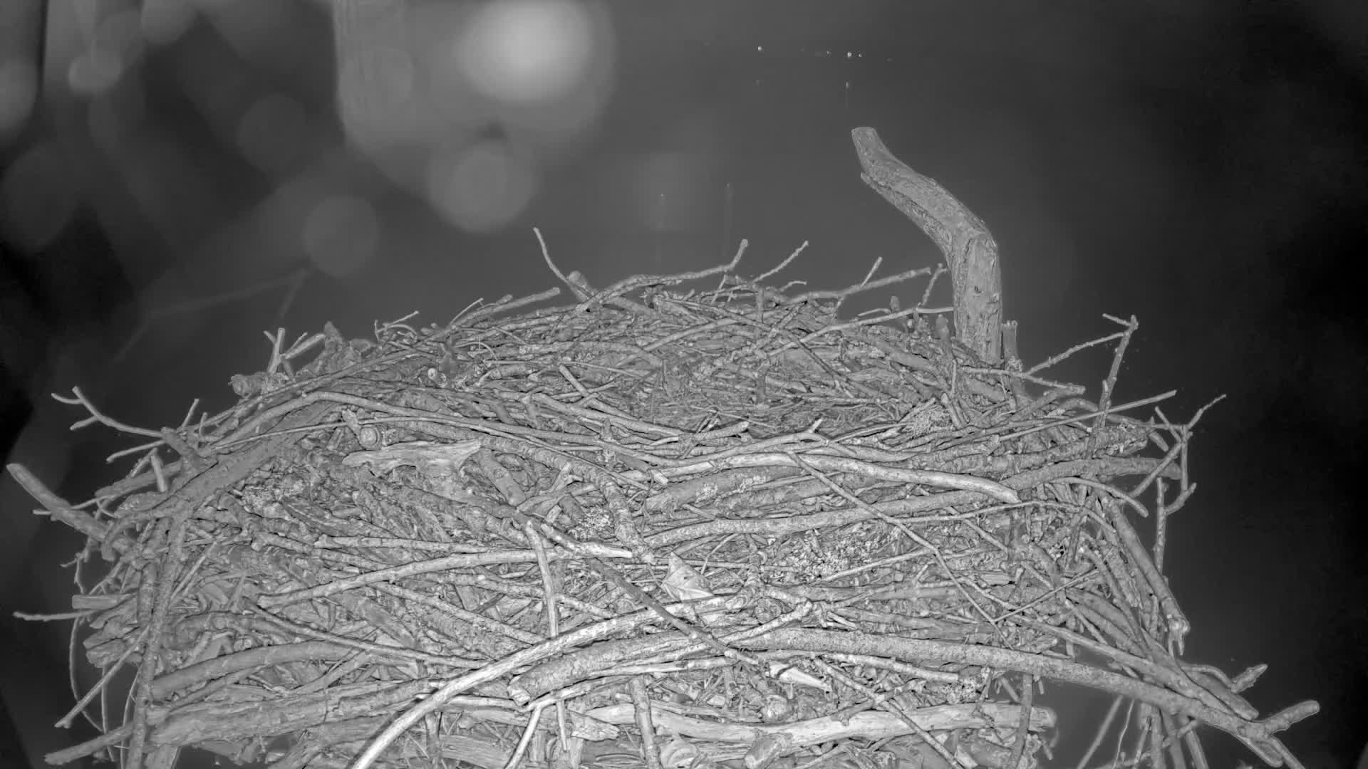 Webcam Orx: Osprey Nest