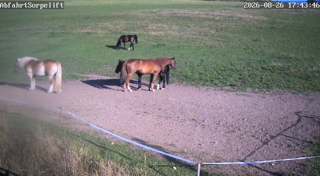 Sundern: Wildewiese