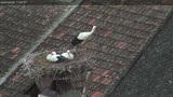 Webcam Rust (Burgenland): Stork-Webcam