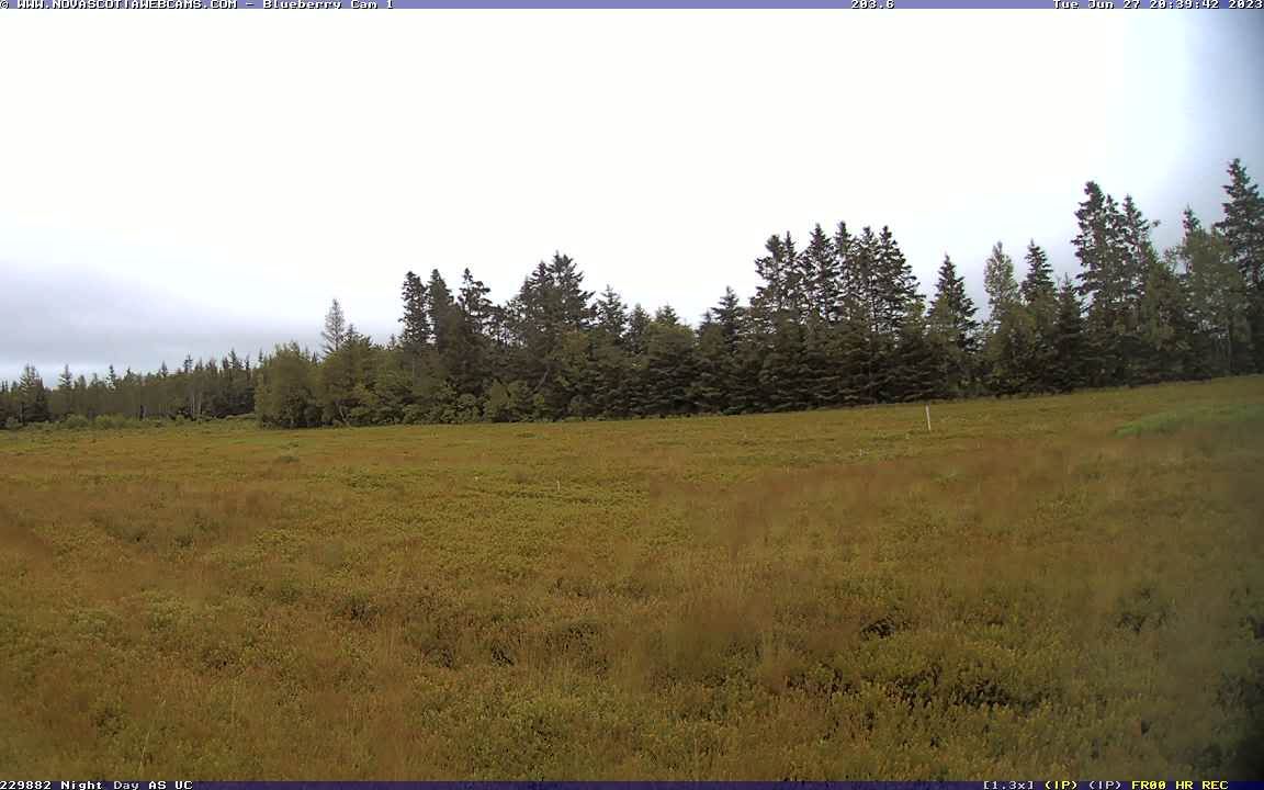 Debert › South-East: Wild Blueberry Cam 1