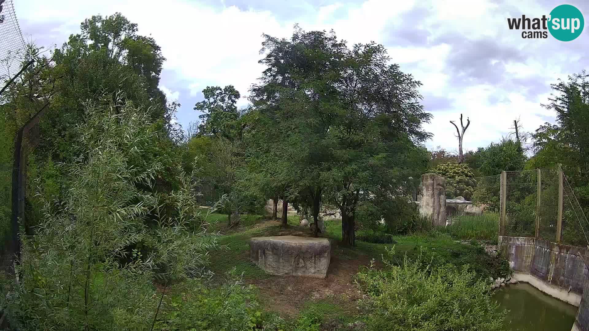 Webcam Zagreb: Zoo Zagreb - Lions