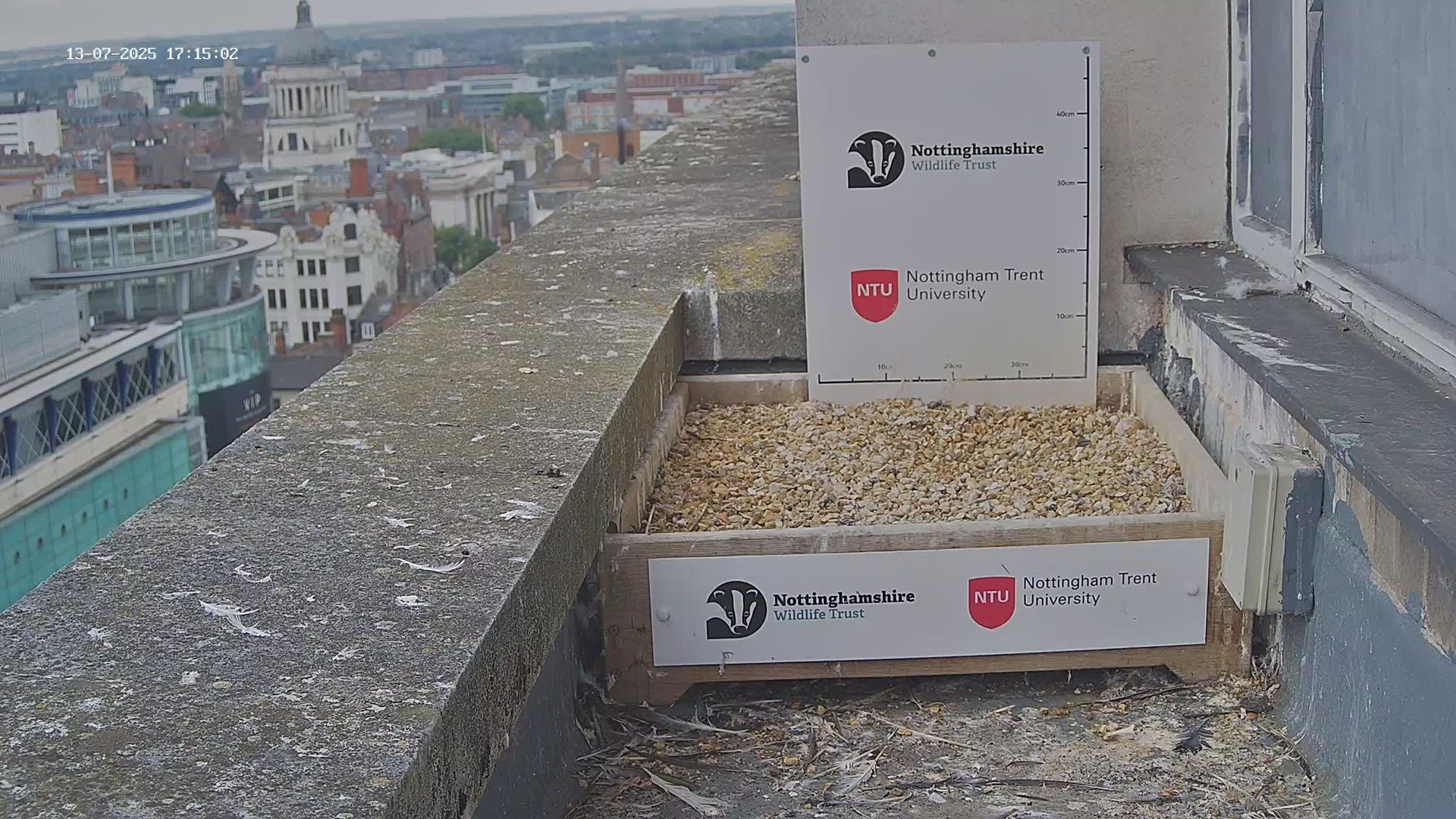 Nottingham: Trent University - Peregrine falcons