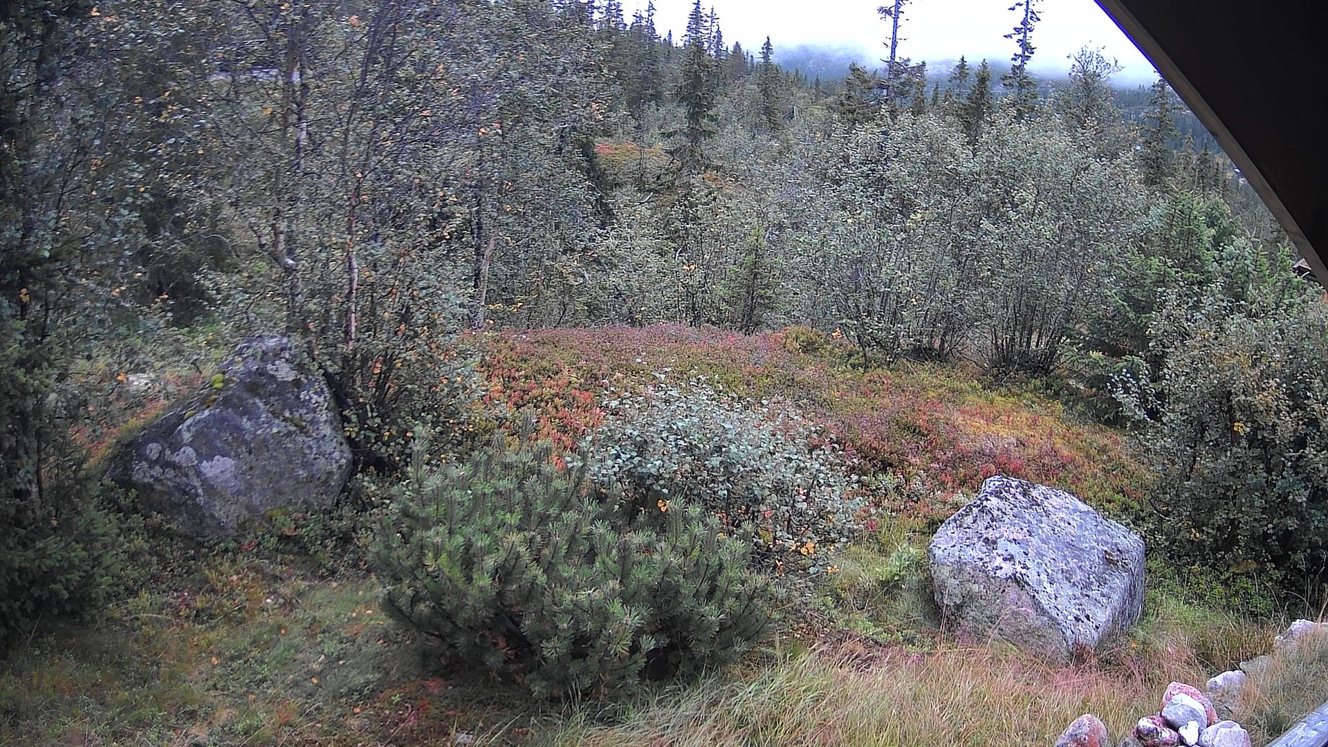 Fla: Damtjernhallin, Flå