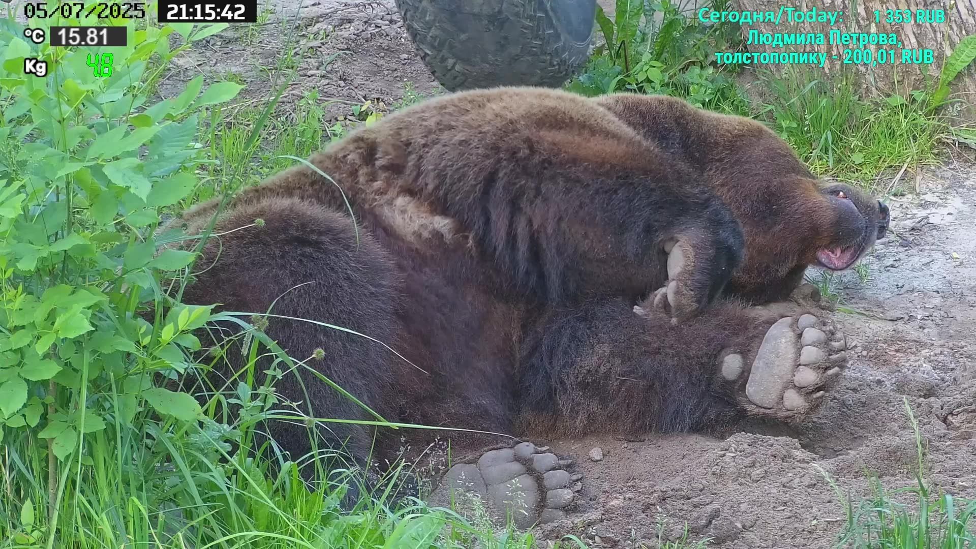 городское поселение Воротынск: Webcam de Oreshkovo