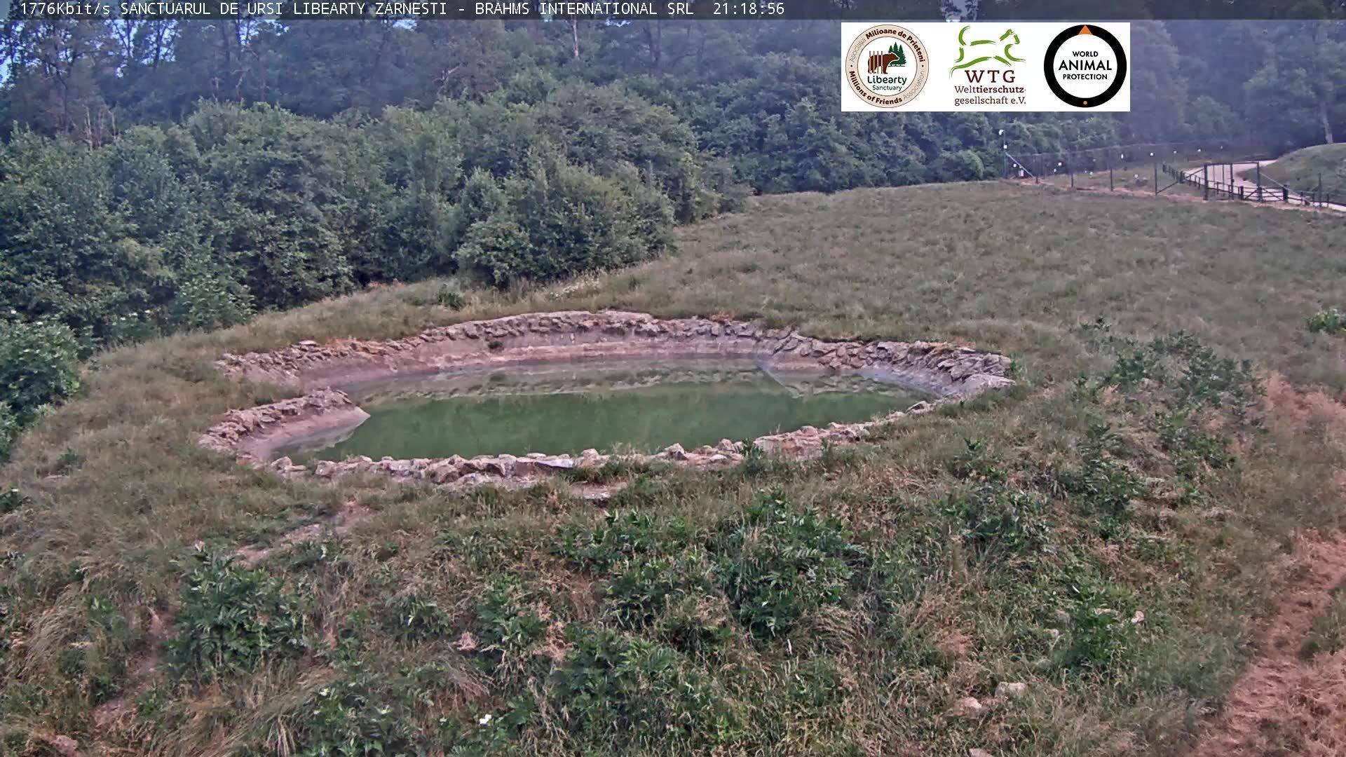 Zarnesti: Libearty Bear Sanctuary Zarnesti