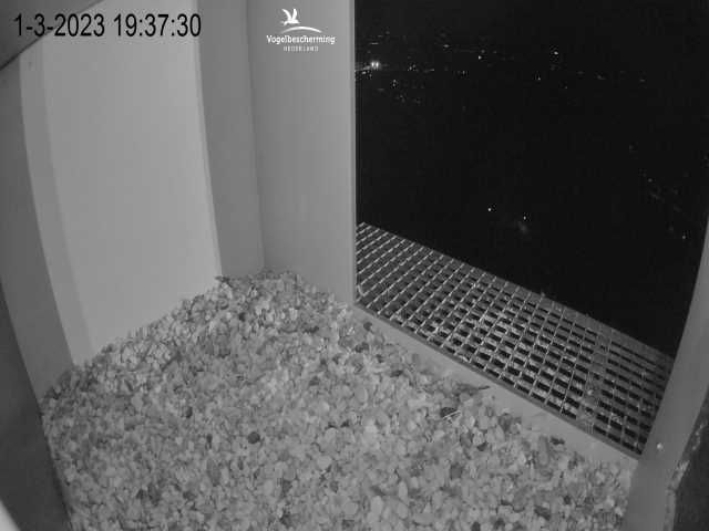 Nijmegen: Falcon Cam 3