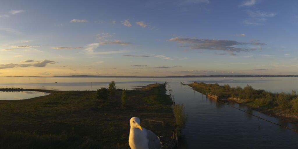 Webcam Thal: roundshot 120° Panorama Rheinspitz