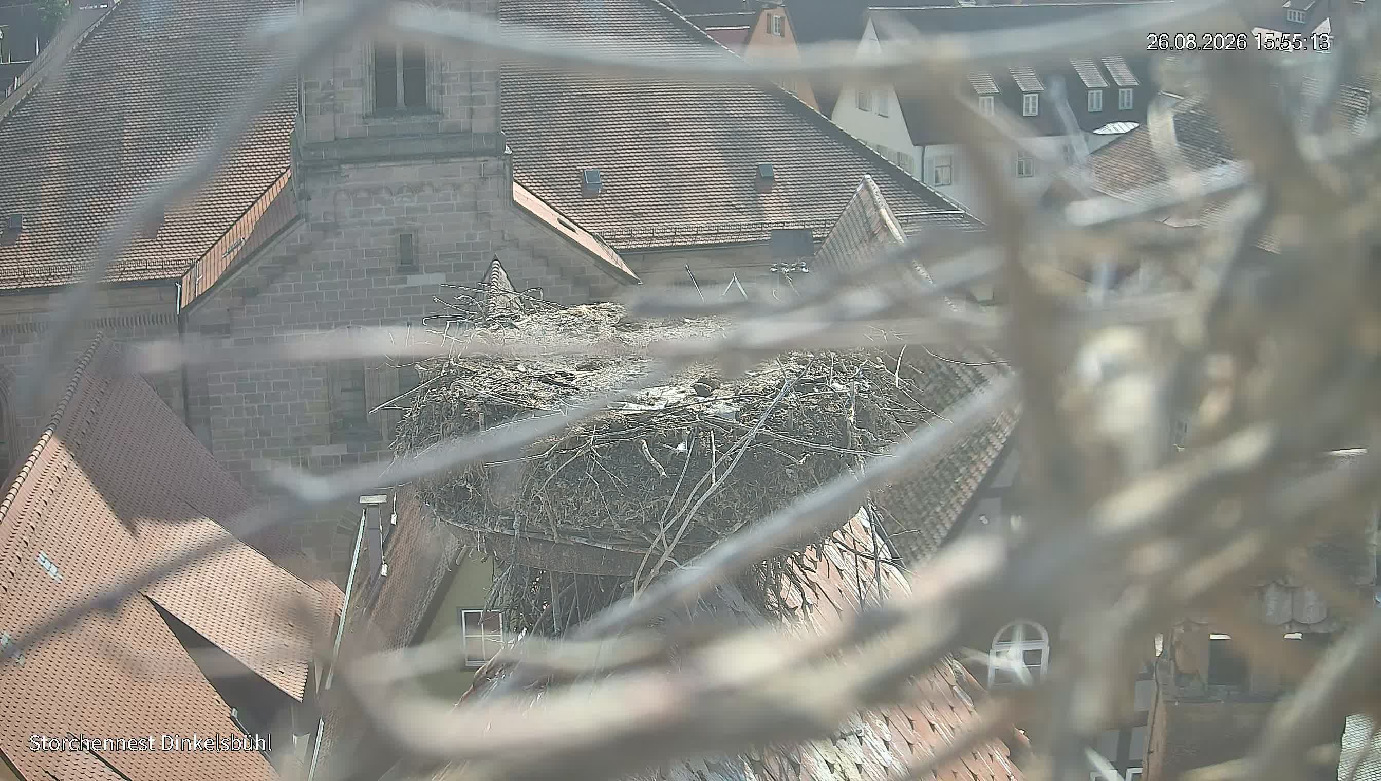 Webcam Dinkelsbühl: Stork's Nest
