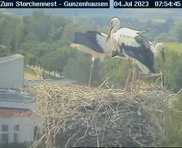 Gunzenhausen: Storchennest vom Gasthaus Lehner