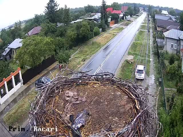 Racari