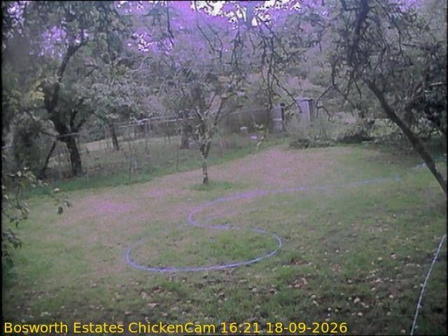 Cotswold: Cirencester ChickenCam
