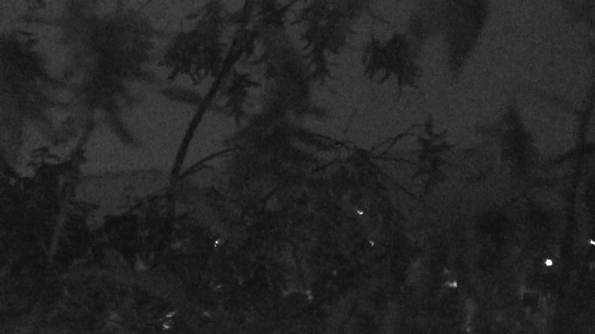 Melle: Livespotting - Live im Teutoburger Wald mit Grönegau aus
