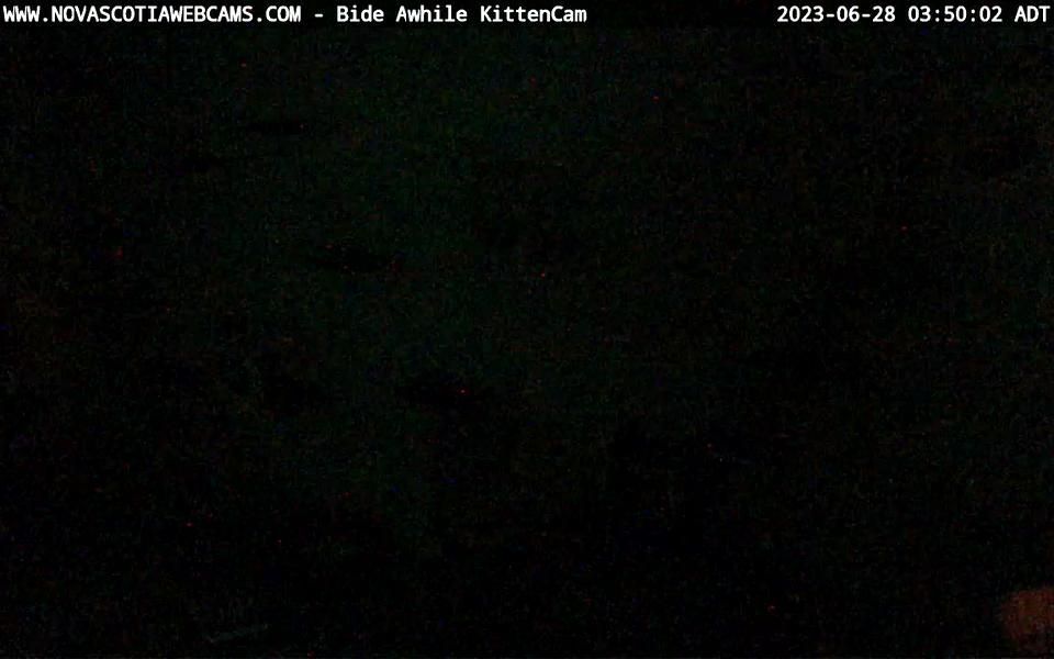 Woodside Industrial Park: Bide Awhile KittenCam