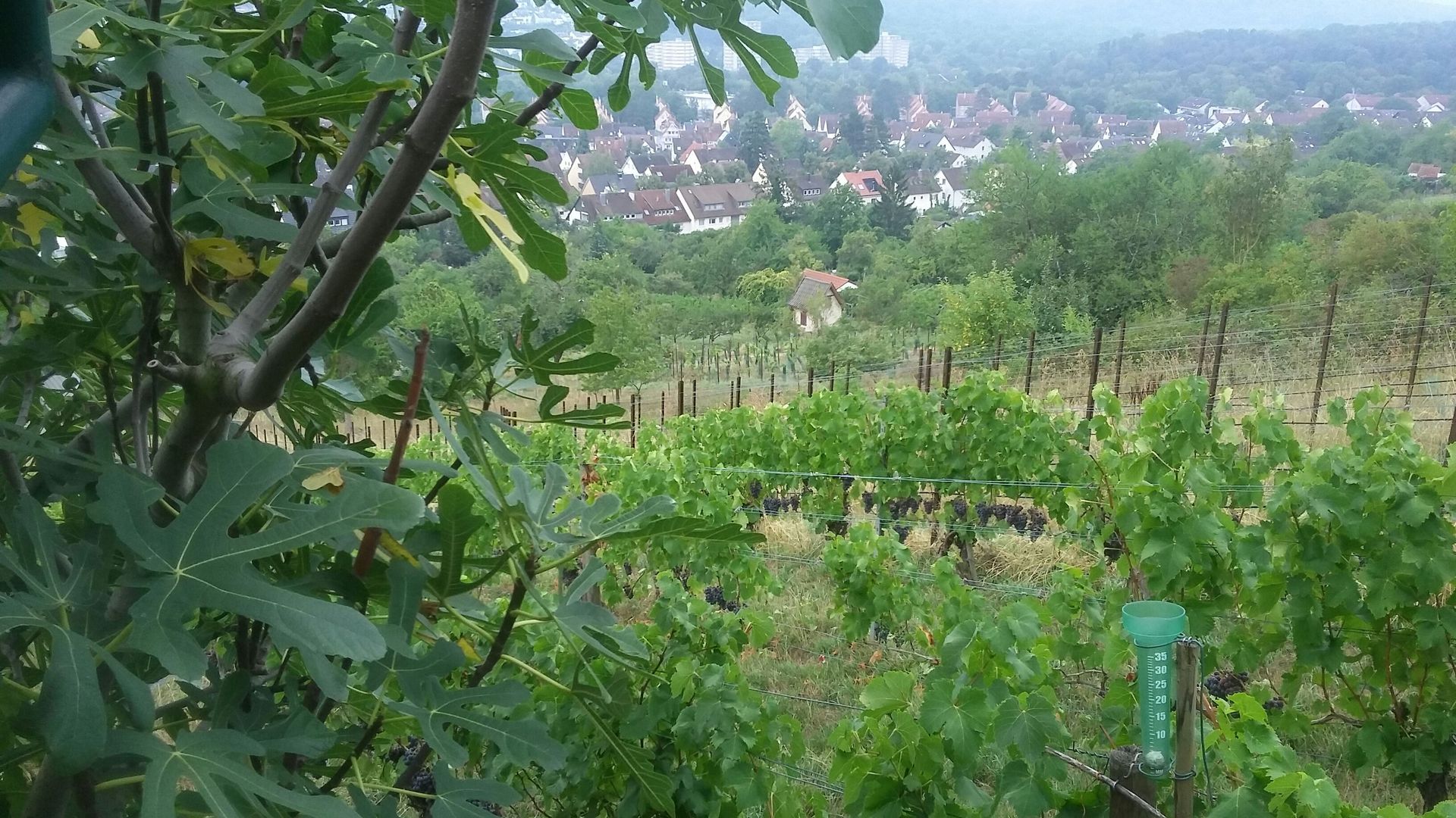 Feuerbach: Lemberg