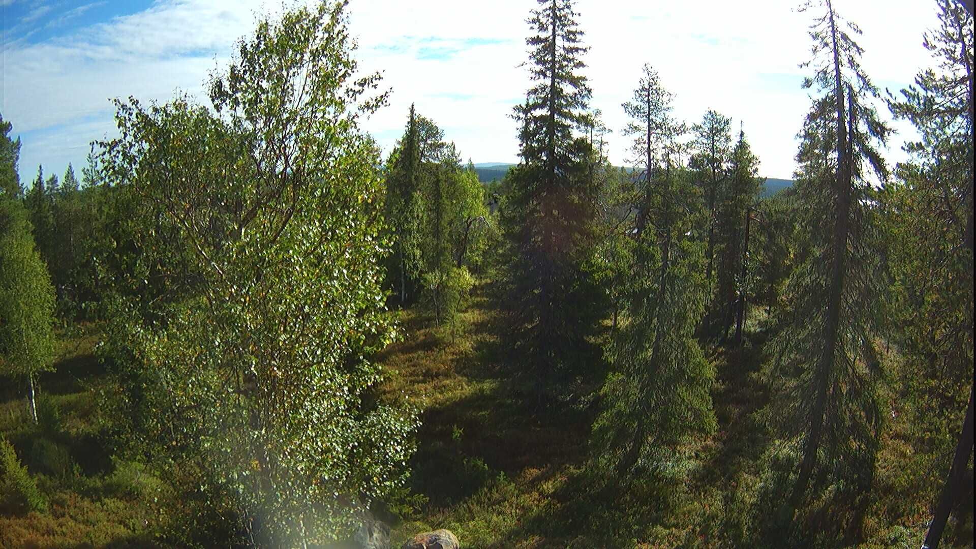 Ruka › East: Northern Ostrobothnia - forest, trees